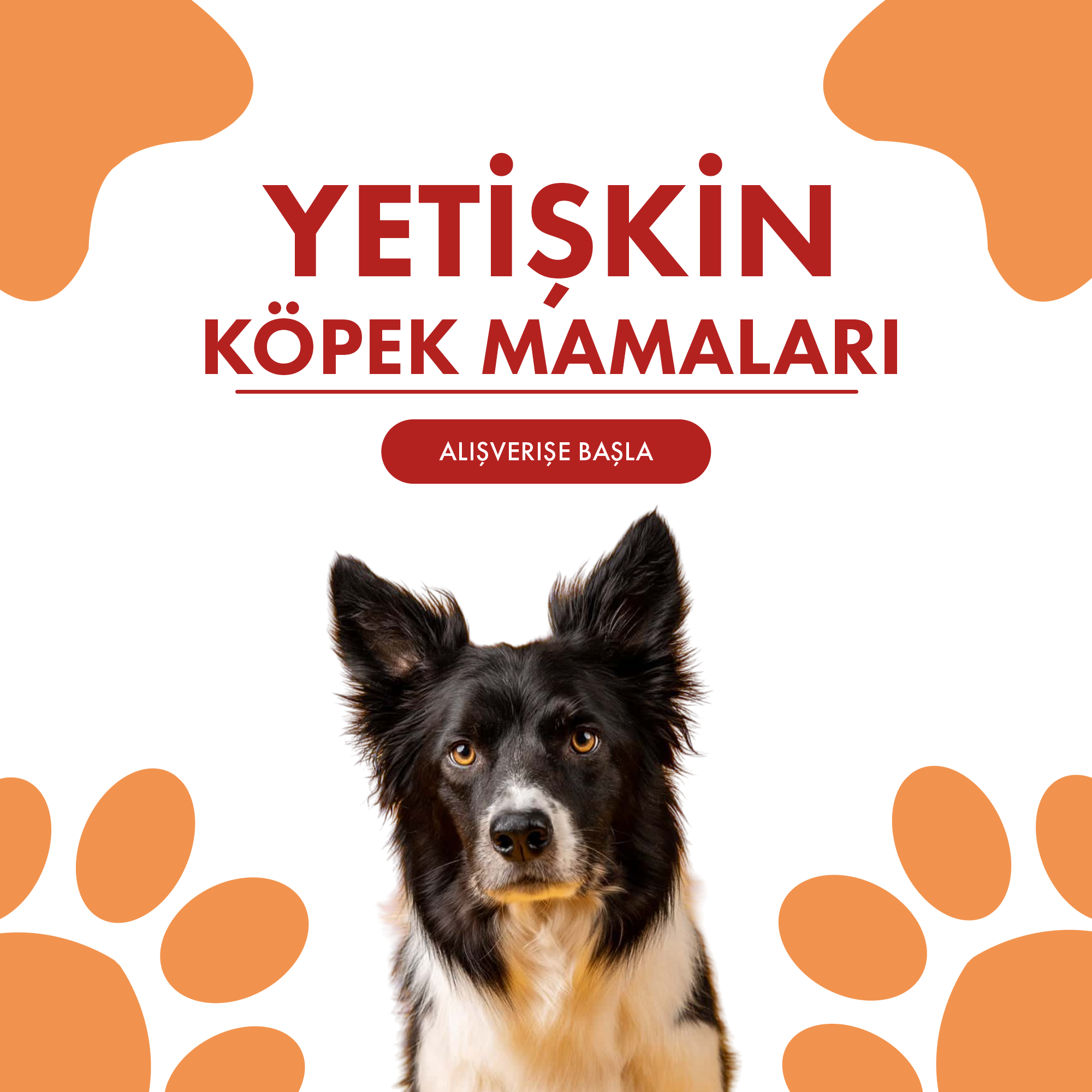 Yetişkin Köpek Mamaları